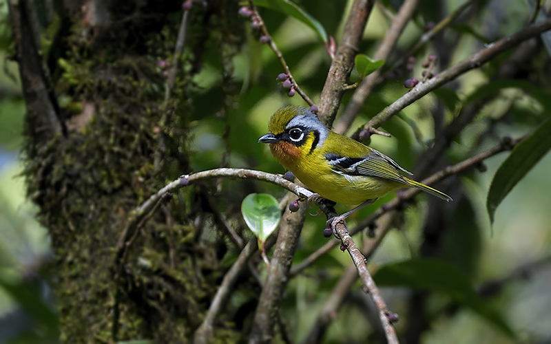 Black-eared shrike-babbler (Pteruthius melanotis) at Mu Cang Chai Birding Trails - Northern Vietnam. Photo by: Bui Duc Tien - Vietnam Bird Photography Tours - Vietbirdphototours.com
